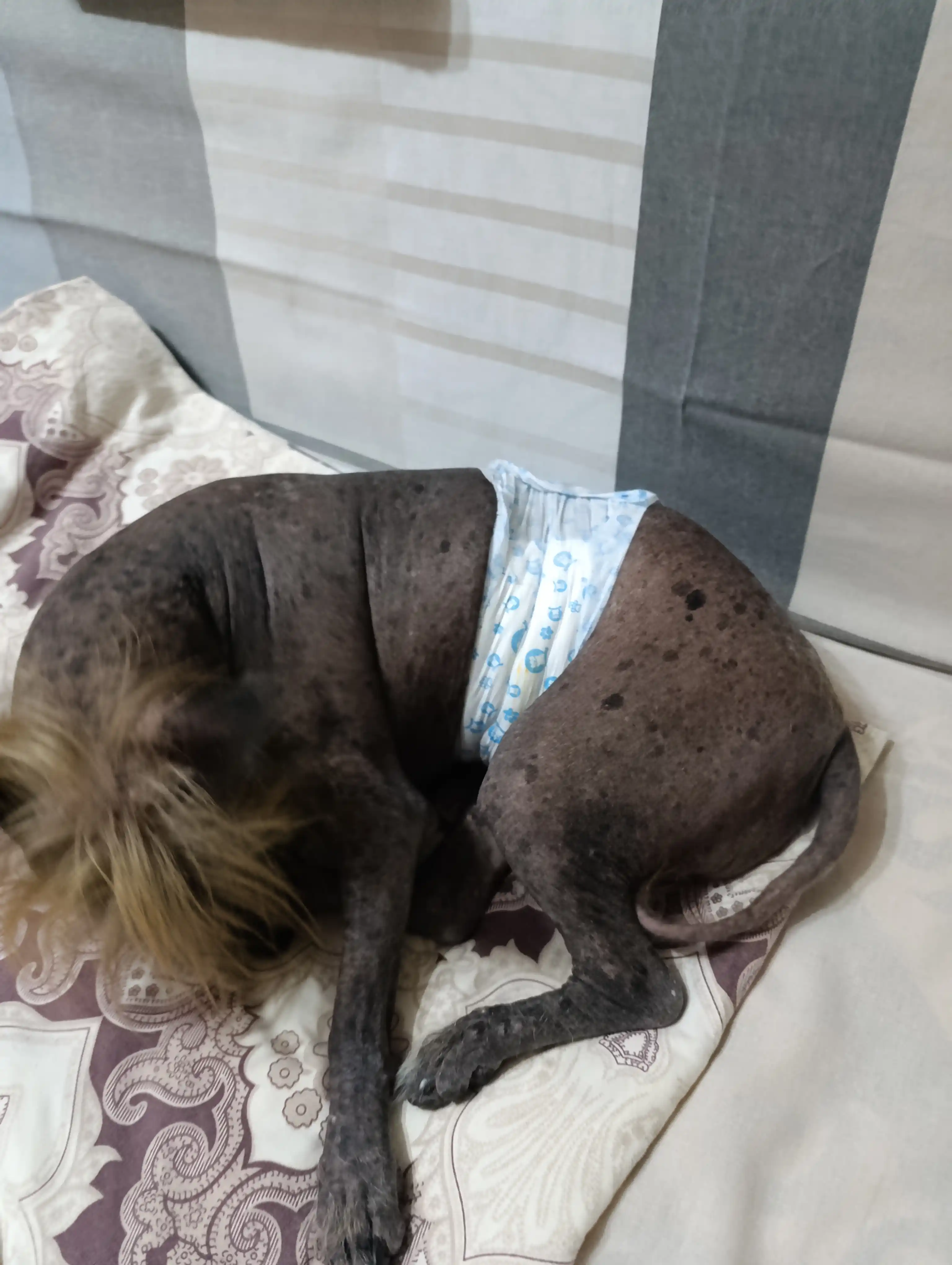Mushuklar va itlar uchun bir martalik tagliklar, 12 dona, o'g'il bolalar uchun