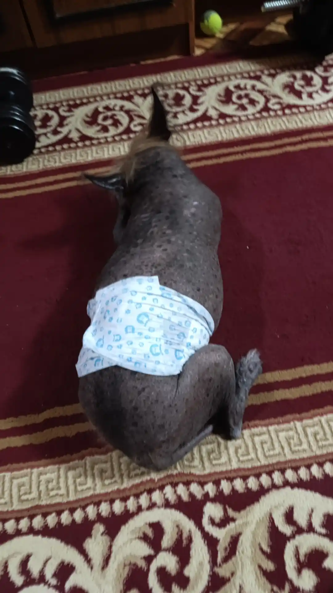 Mushuklar va itlar uchun bir martalik tagliklar, 12 dona, o'g'il bolalar uchun