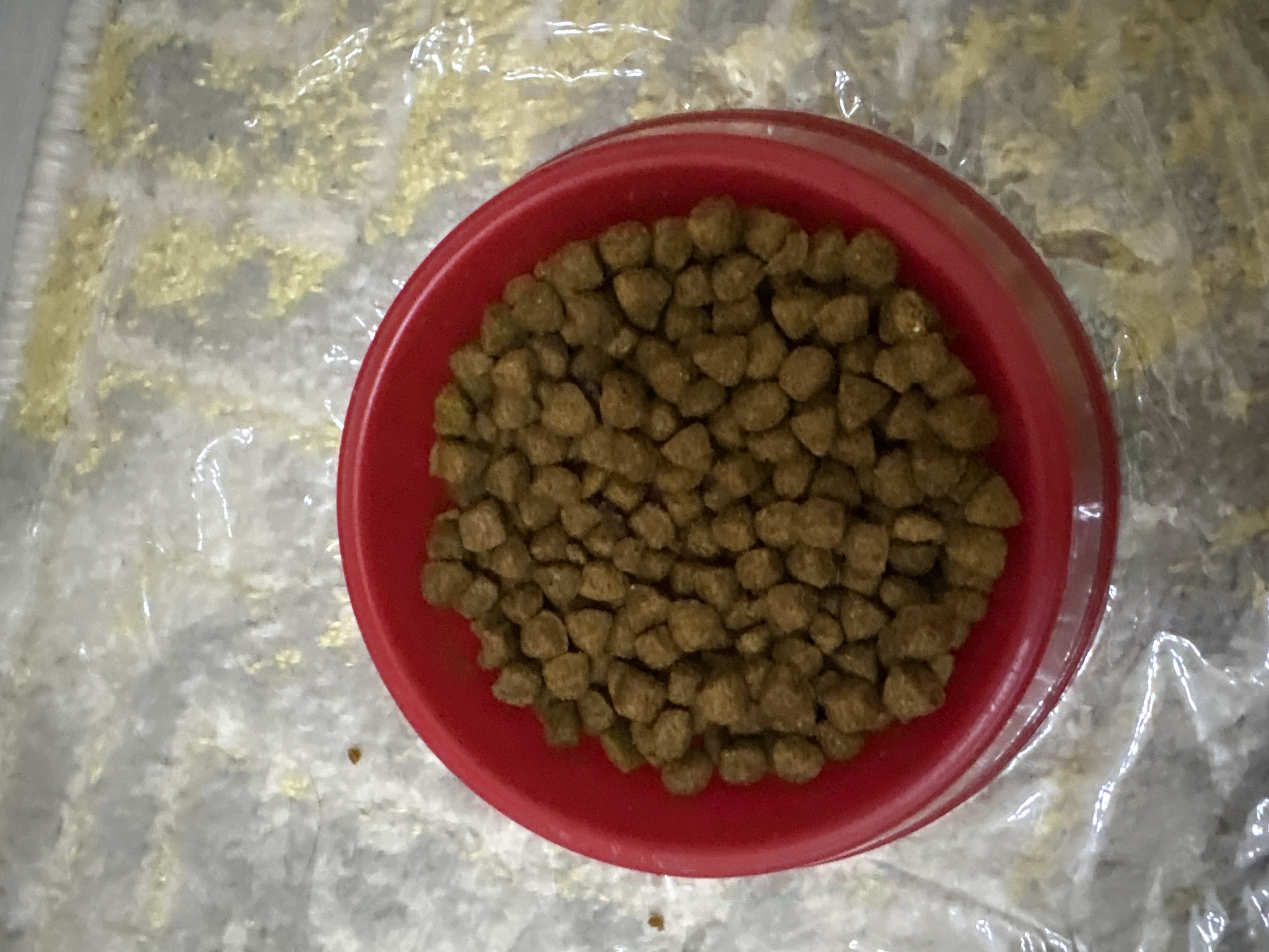 Миска круглая для кошек котят и маленьких собак