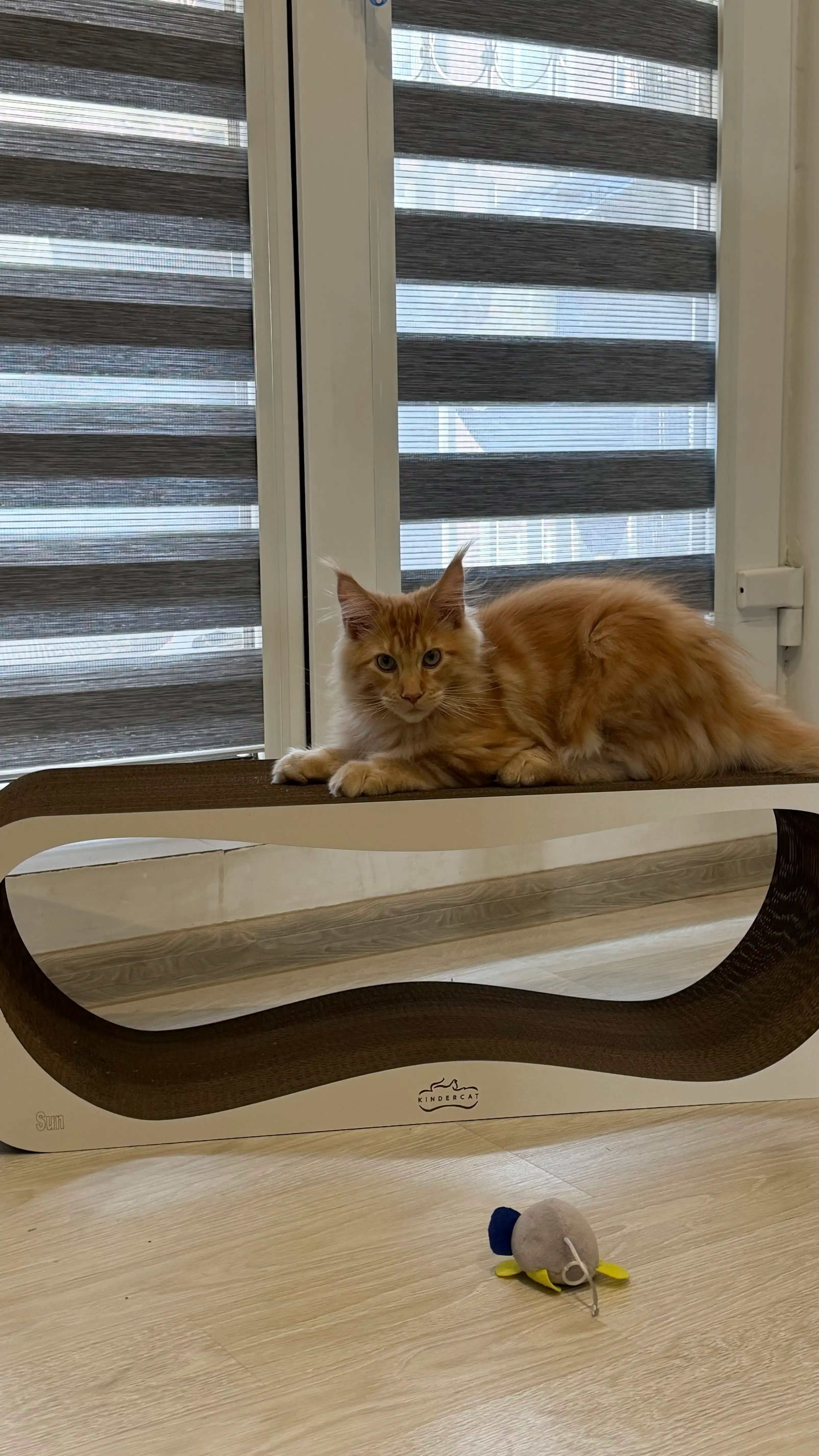 Когтеточка картонная Sun KinderCat, для кошек и котят