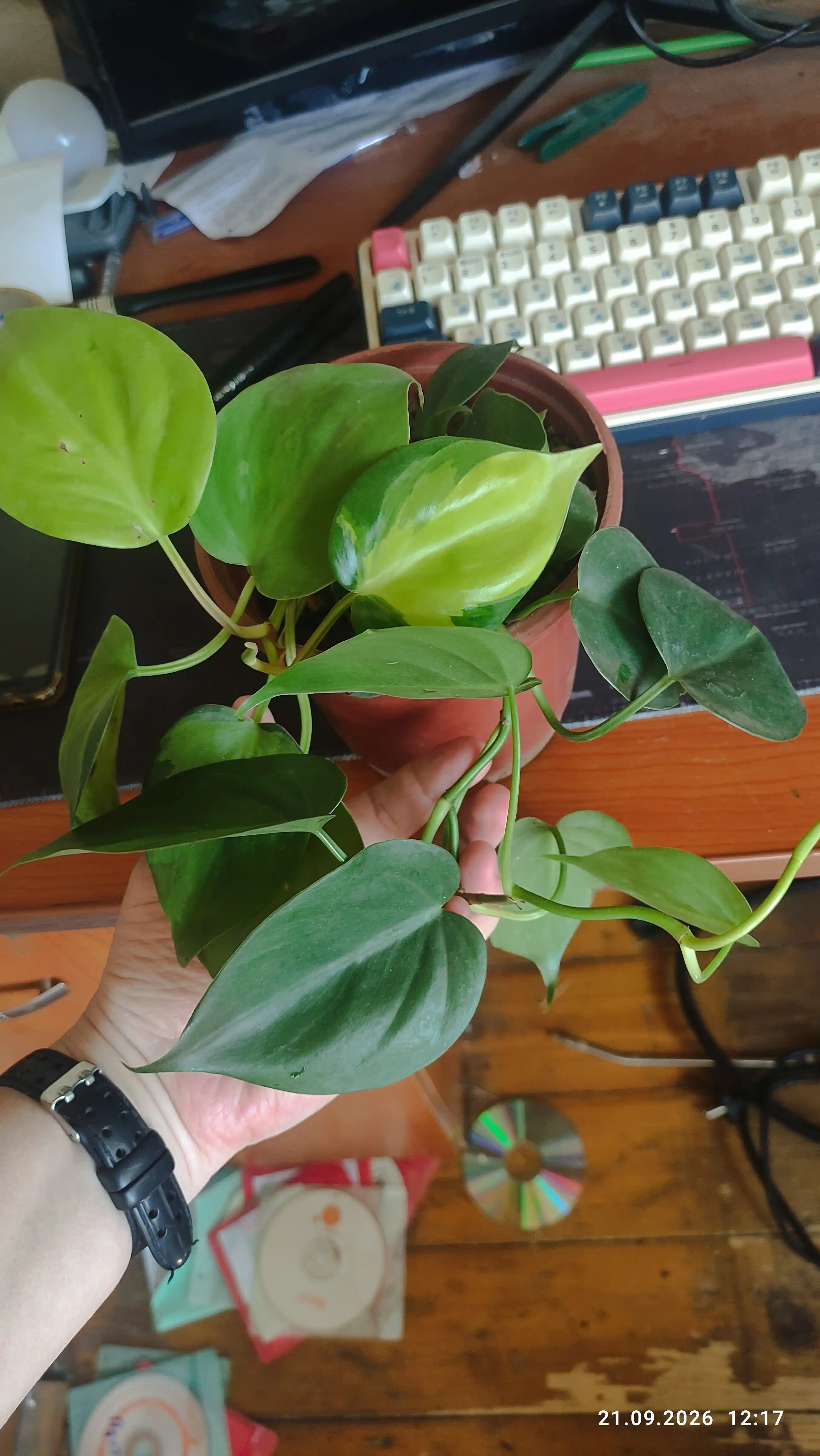 Yurakbargli filodendron, dekorativ-bargli xona o‘simligi