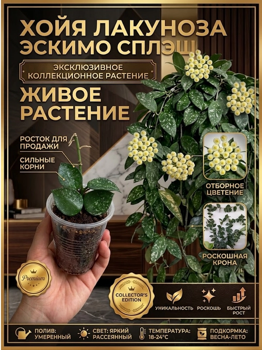Noyob Kolleksion o'simlik: Hoya Lacunosa Eskimo Splesh, 1-2 tugunli ildizlagan Nihol - 