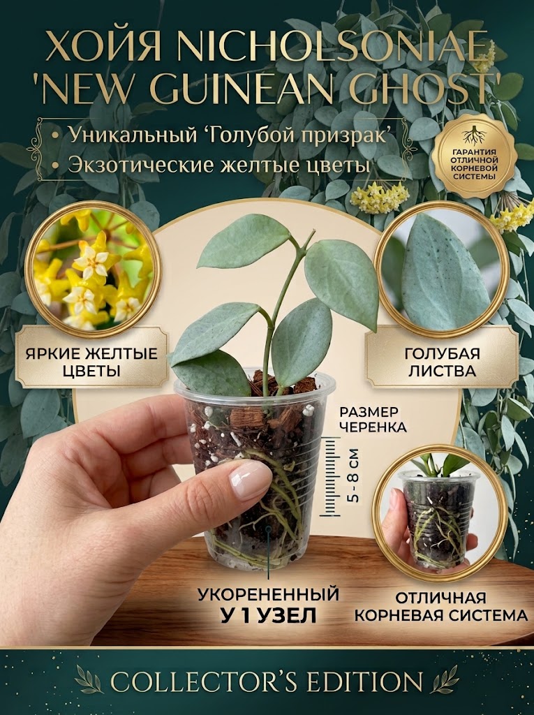 Noyob kolleksiyon o‘simlik HOYA NICHOLSONIAE NEW GUINEA GHOST, 1–2 tugunli qalamcha Nihol - 