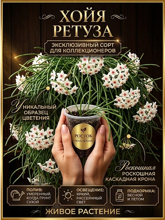 Noyob kolleksiyon o‘simlik HOYA RETUSA, 1 ta bo‘g‘inga ega qalamcha Nihol - 