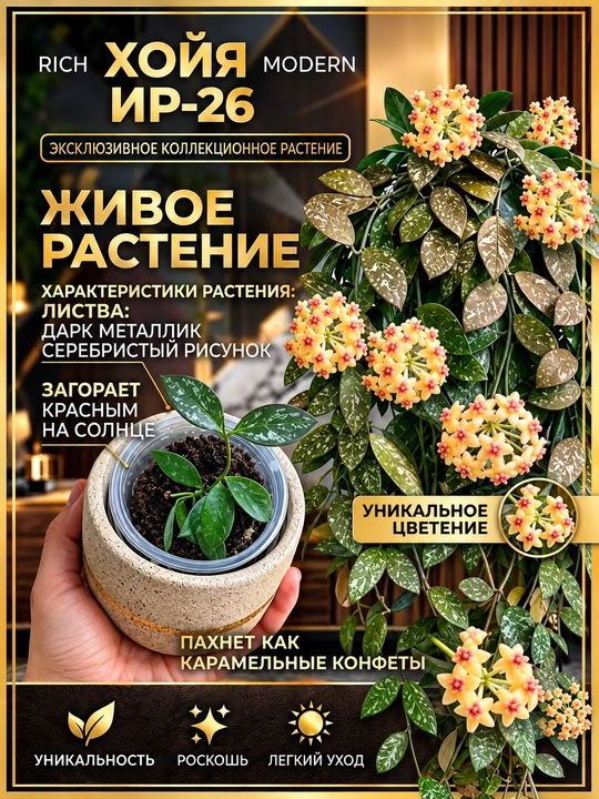 Noyob kolleksiyon o‘simlik HOYA ИР-26, 1 ta bo‘g‘inga ega qalamcha Nihol - 
