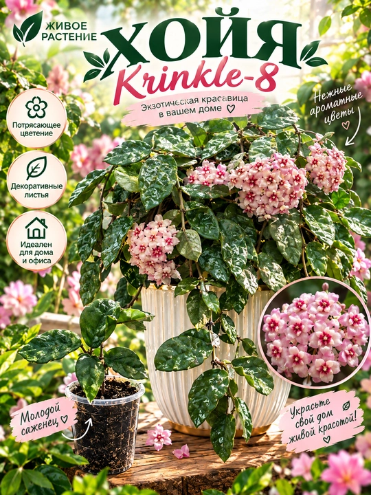 Noyob kolleksion o‘simlik HOYA KRINKLE 8, 1 ta bo‘g‘inga ega qalamcha Nihol - 