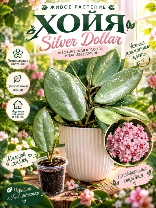 Noyob kolleksiyon o‘simlik HOYA SILVER DOLLOR, 1 ta bo‘g‘inga ega qalamcha Nihol - 