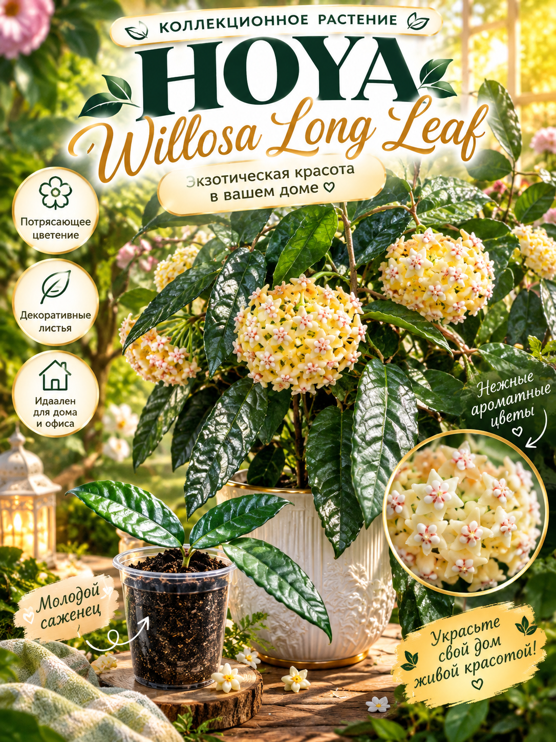 Noyob kolleksion o‘simlik HOYA VILOSA LONG LEAF 1 ta bo‘g‘inga ega qalamcha Nihol - 