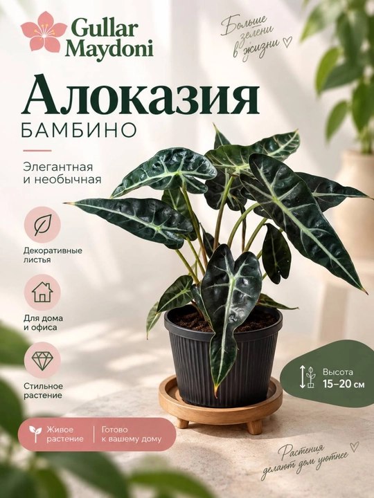 Алоказия Бамбино, декоративно-лиственное комнатное растение - 