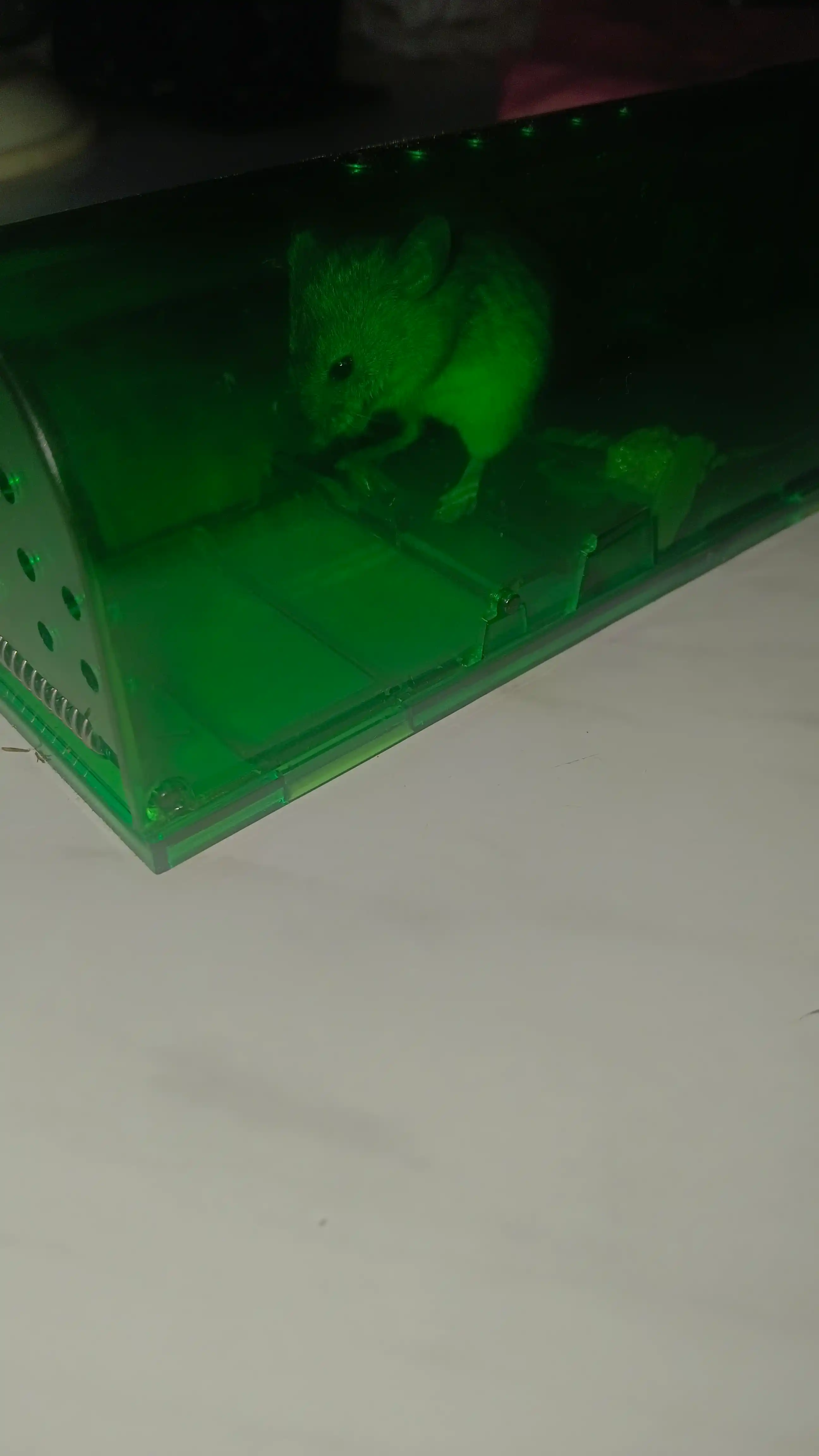 Гуманная мышеловка для ловли мышей (17.3 × 6.2 × 6.5 см)