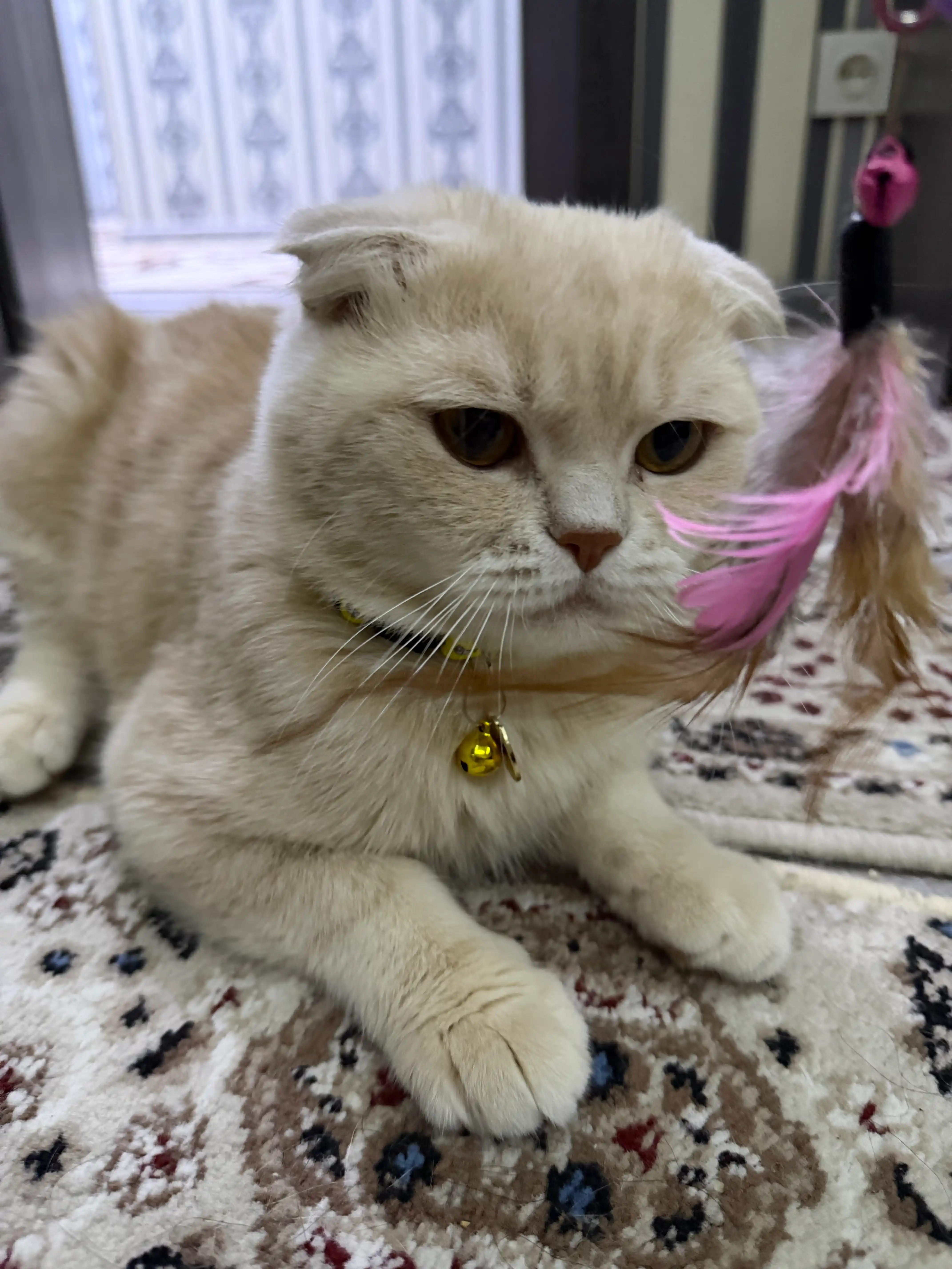 Интерактивная игрушка для кошек