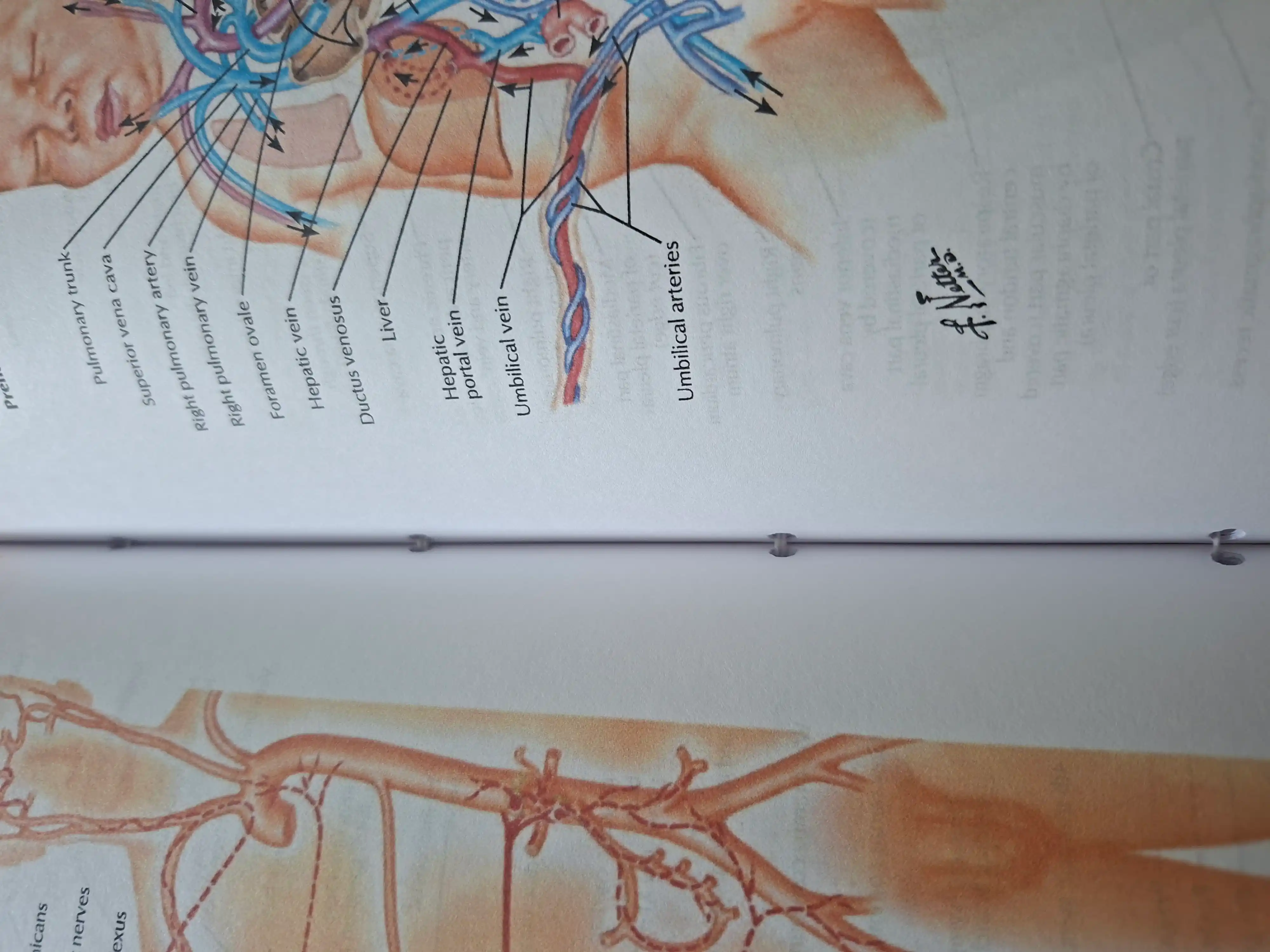 Tibbiyot kitobi, odam anatomiyasi atlasi, ATLAS OF HUMAN ANATOMY, Frank Netter