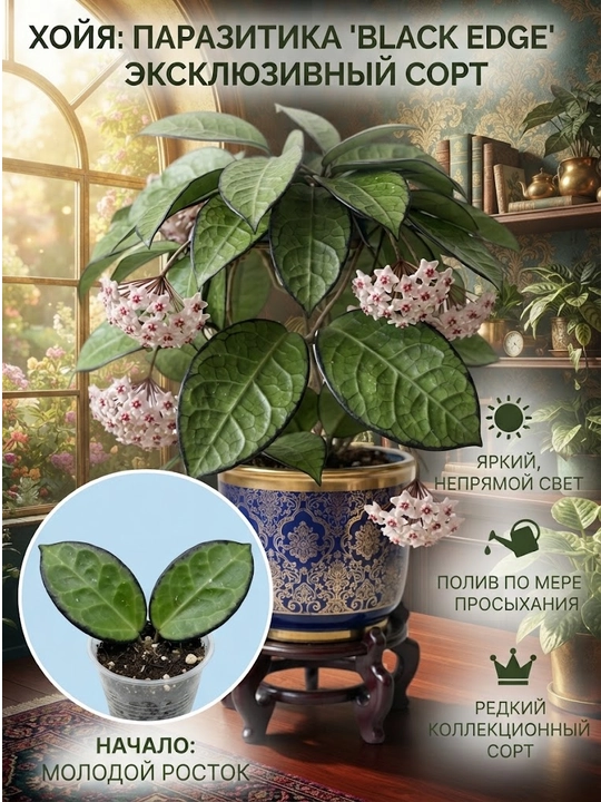 Noyob Kolleksion o'simlik Hoya PARASITICA BALACK EDGE, 1 tugunli ko'chat, novda, otroska - 