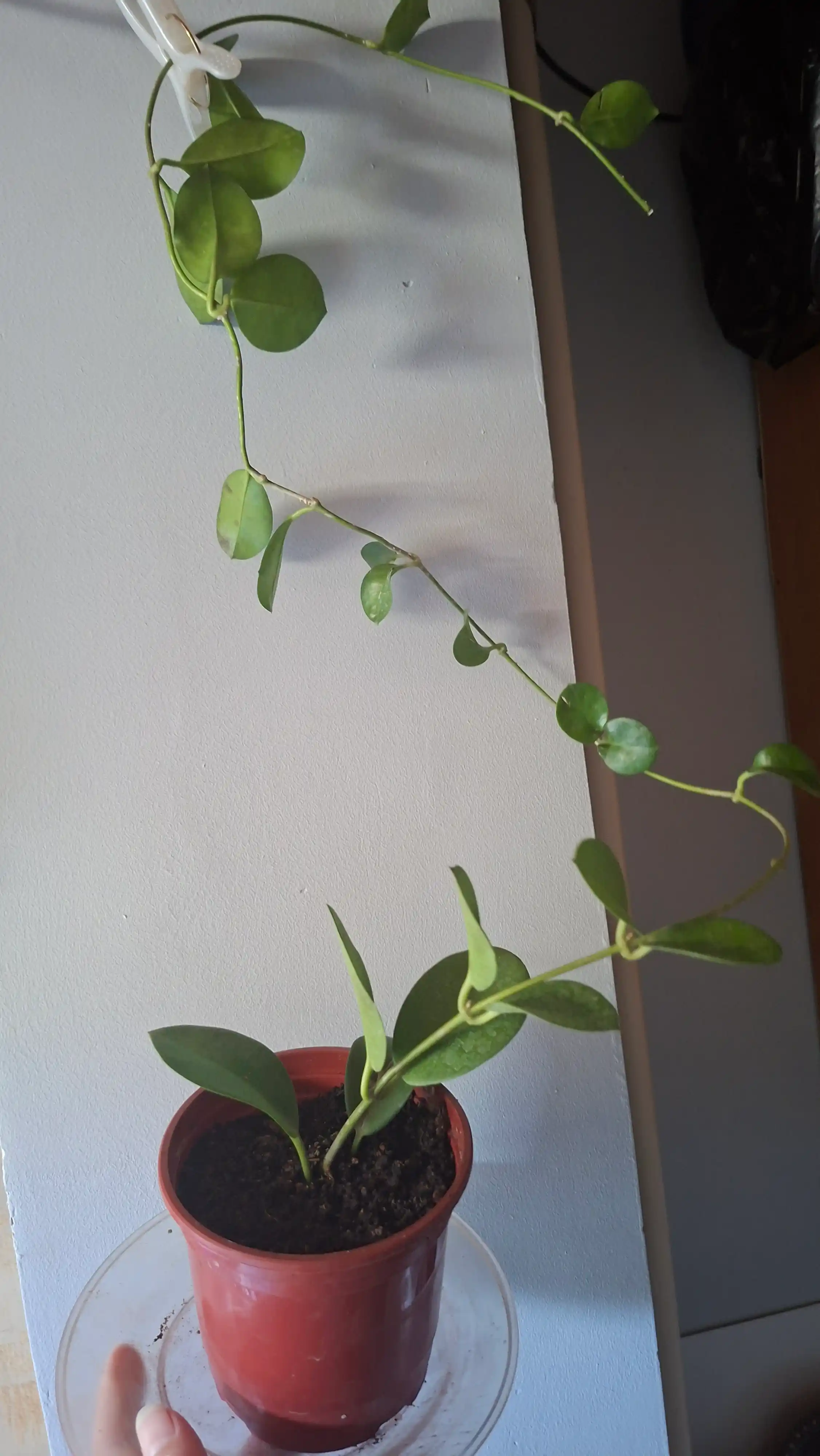 Hoya, xona o‘simligi
