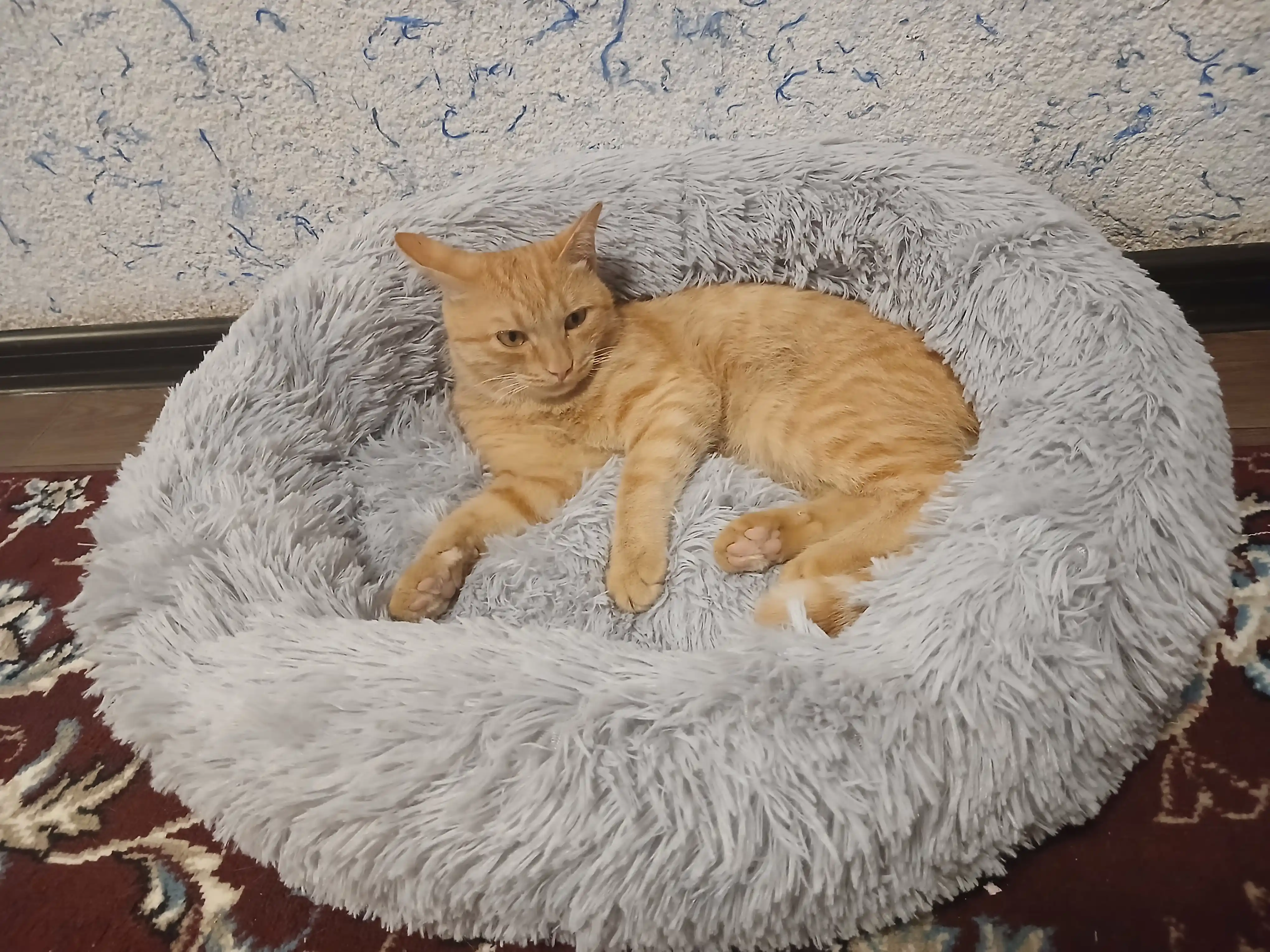 Лежанки для cобак и кошек