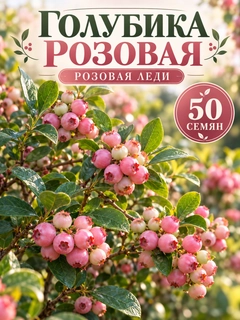 Korall