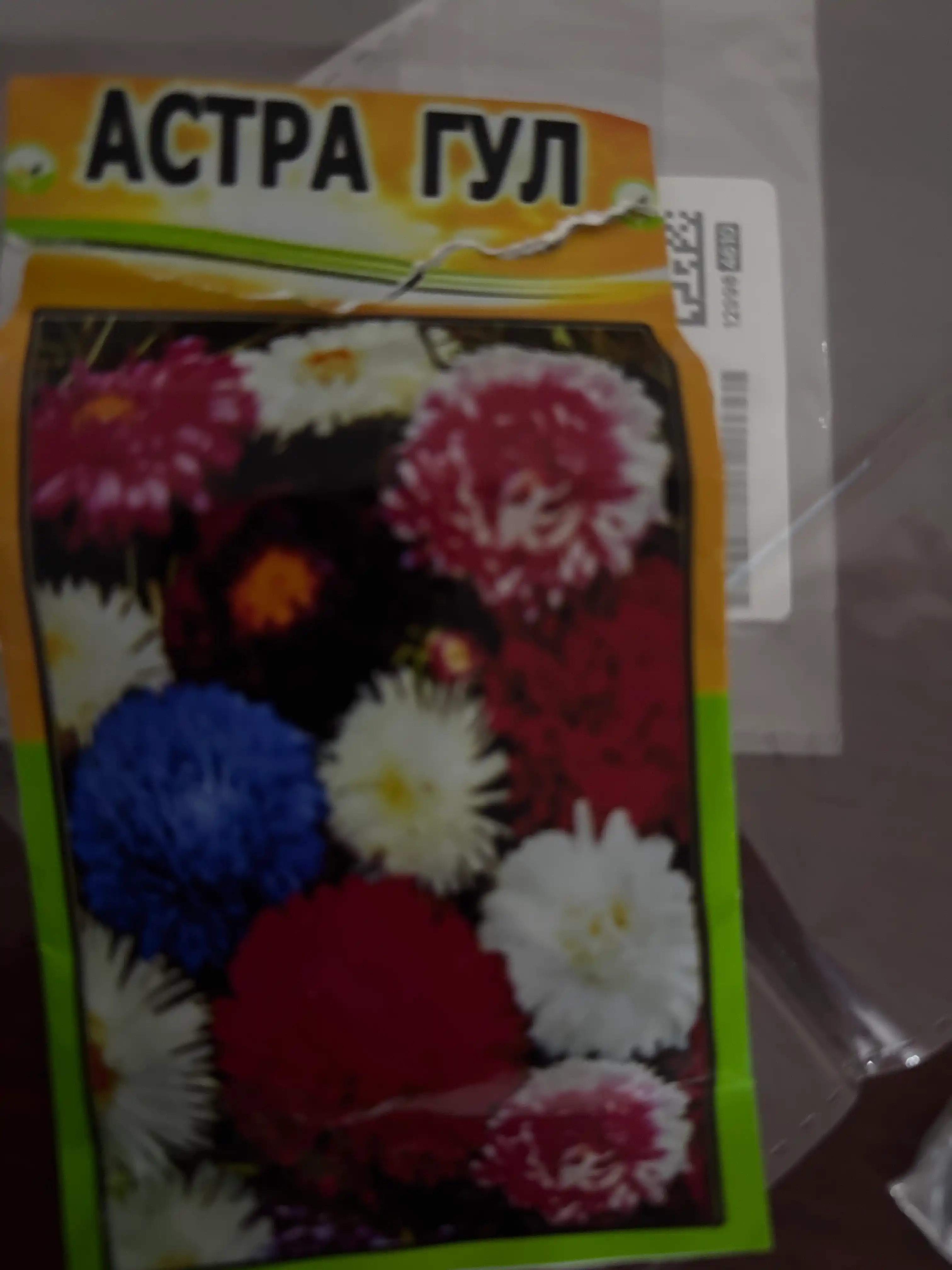 Gul urug'lari Cinniya, Portulak, Gvozdika, Kleoma, Georgina, Salviya
