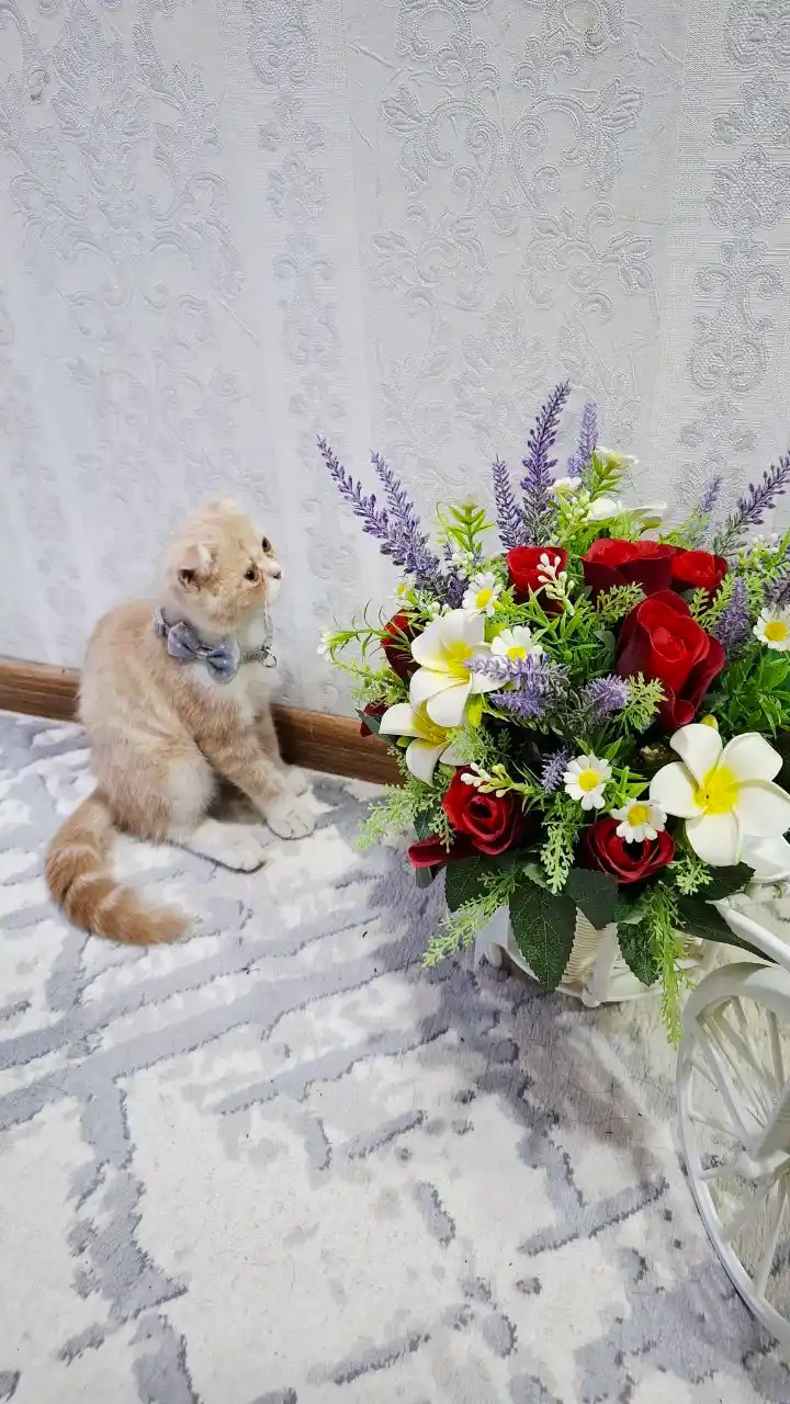 Ошейник для кошек и щенков