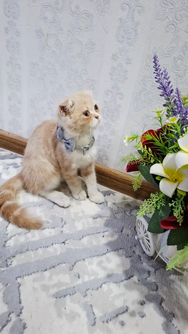 Ошейник для кошек и щенков