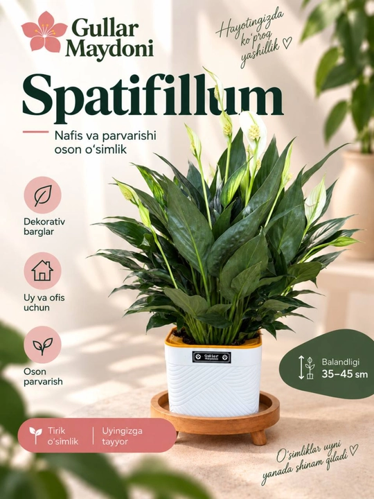 Spatifillum,dekorativ tirik o‘simlik