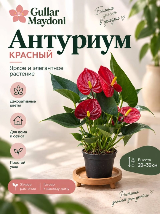 Антуриум красный,розовый декоративное живое растение в горшке - 