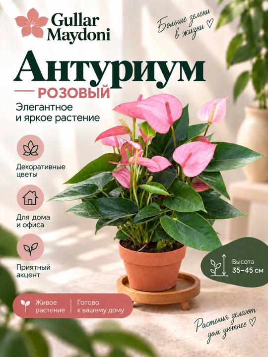 Антуриум красный,розовый декоративное живое растение в горшке - 