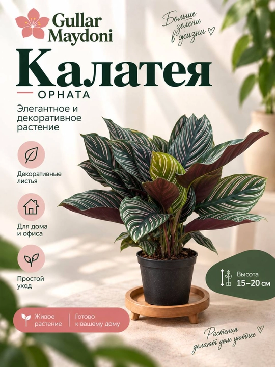 Калатея Орната, декоративное живое растение в горшке - 