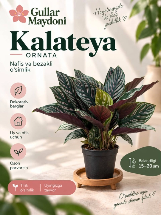 Калатея Орната, декоративное живое растение в горшке