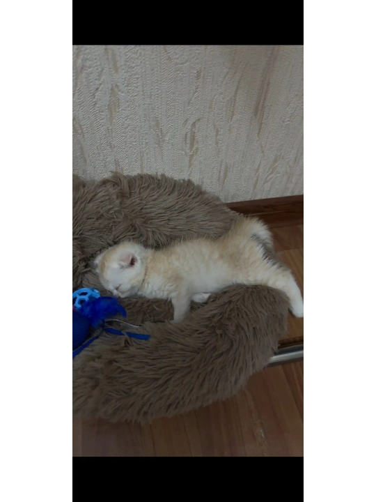 Лежанки для cобак и кошек