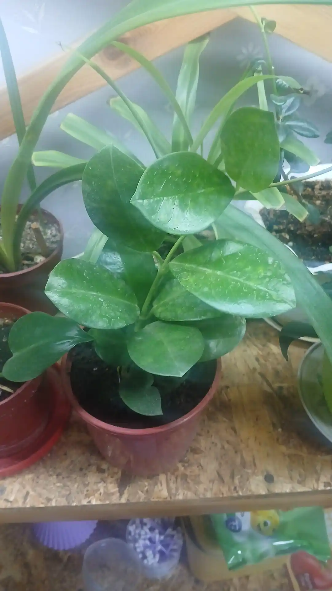 Hoya, xona o‘simligi
