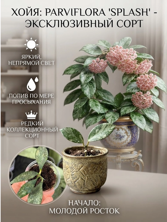 Kolleksion o'simlik Hoya PARVIFLORA SPLASH, 1-2 tugunli ildizlagan yosh Novda, Otroska - 