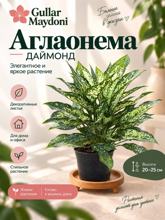 Аглаонема Даймонд,декоративное живое растение в горшке - 