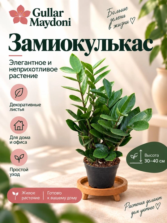Замиокулькас,декоративное живое растение в горшке - 