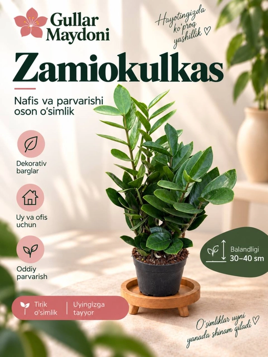 Zamiokulkas,dekorativ tirik o‘simlik