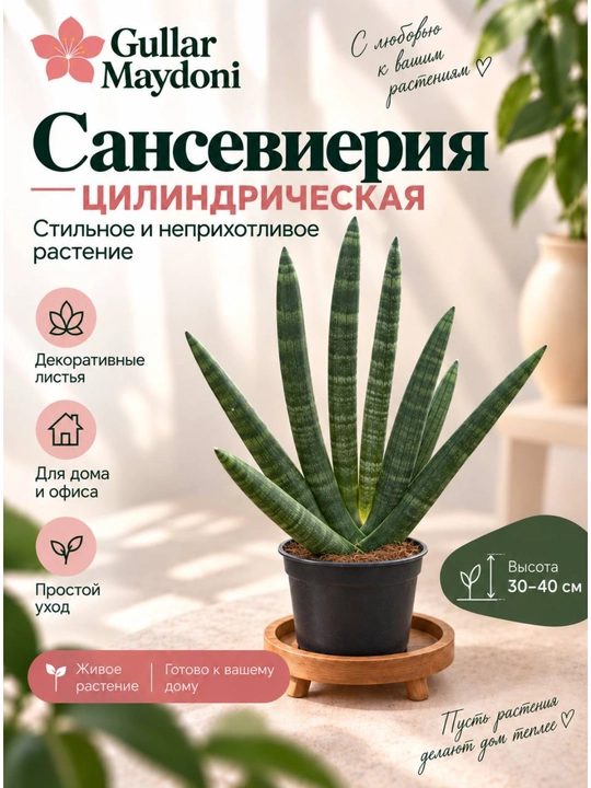 Сансевиерия цилиндрическая,декоративное живое растение в горшке - 
