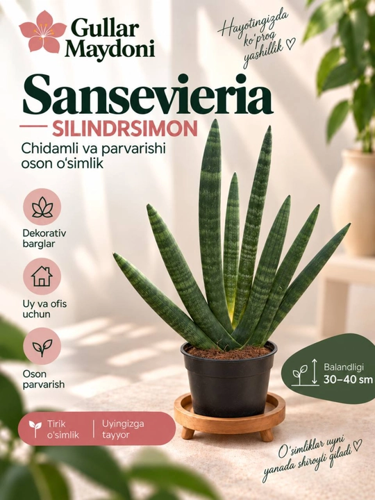 Silindrsimon sansevieriya,dekorativ tirik o‘simlik