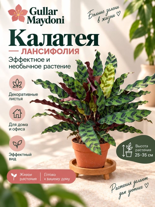 Калатея Лансифолия, декоративное живое растение в горшке - 