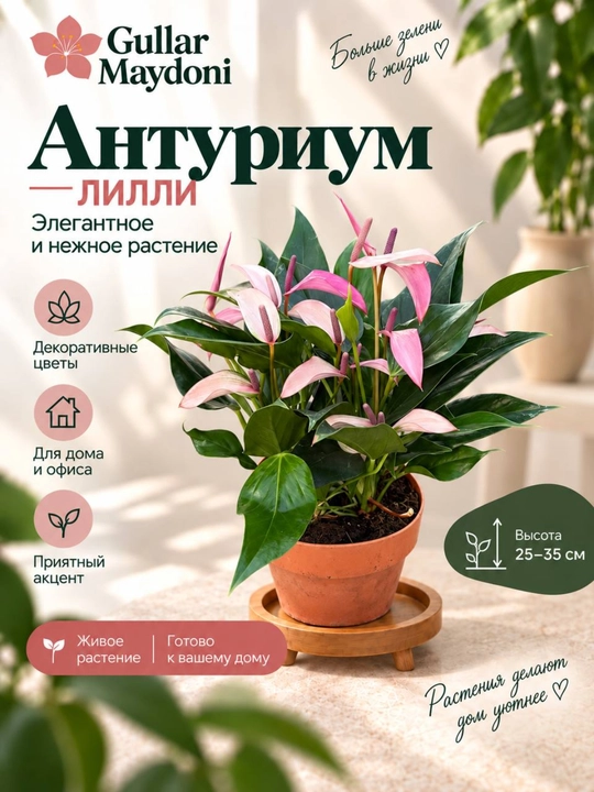 Антуриум Лилли,декоративное живое растение в горшке - 