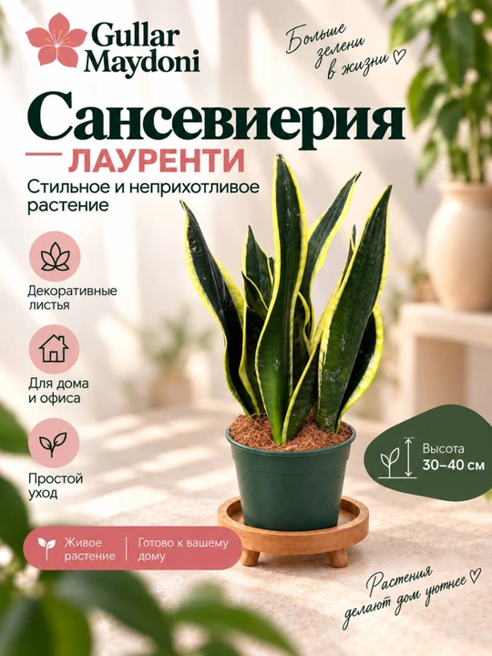 Сансевиерия Лауренти, декоративное живое растение в горшке - 