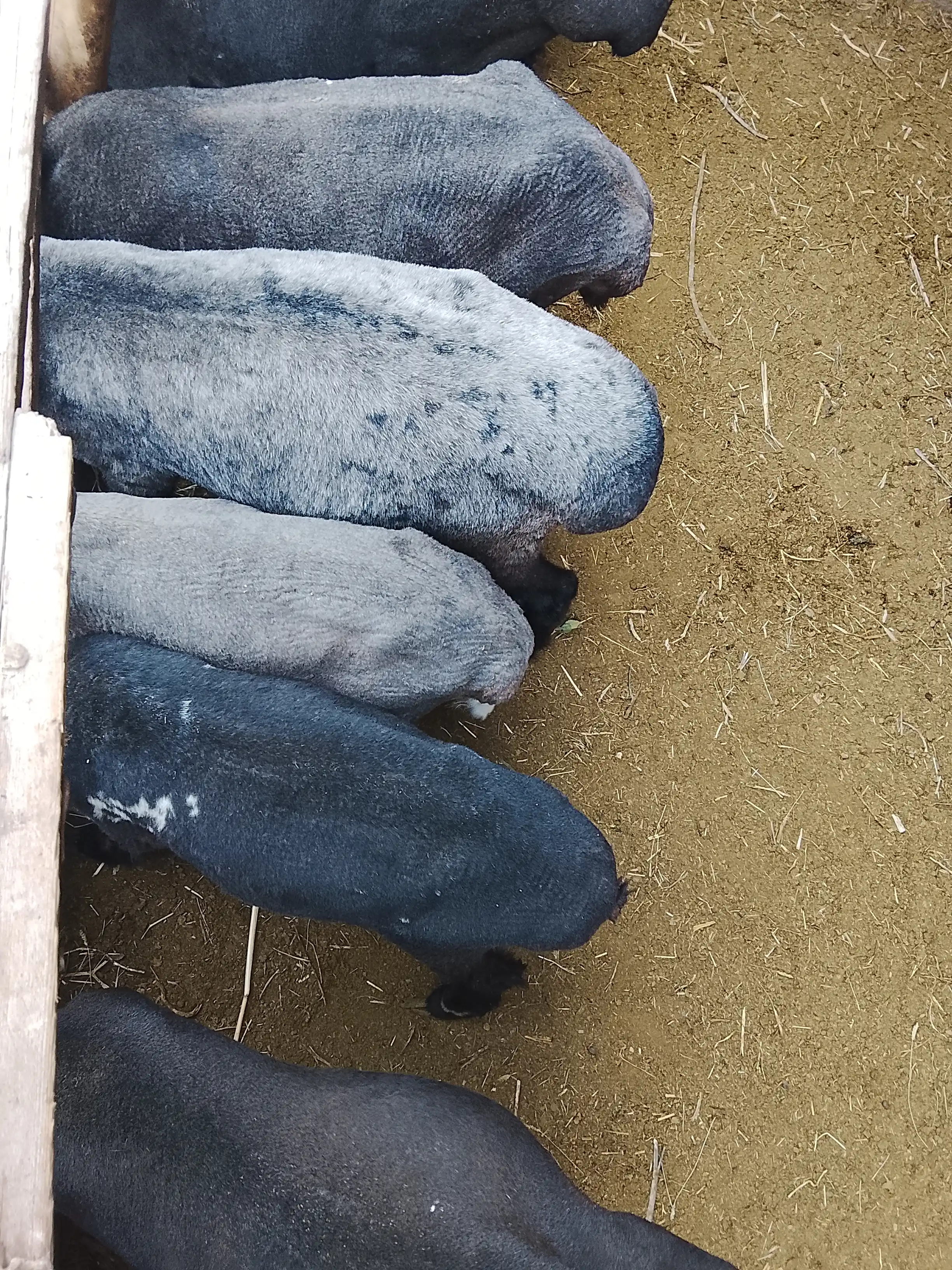 Qo'ylar junini olish apparatlari uchun zaxira tig' ERAMAX