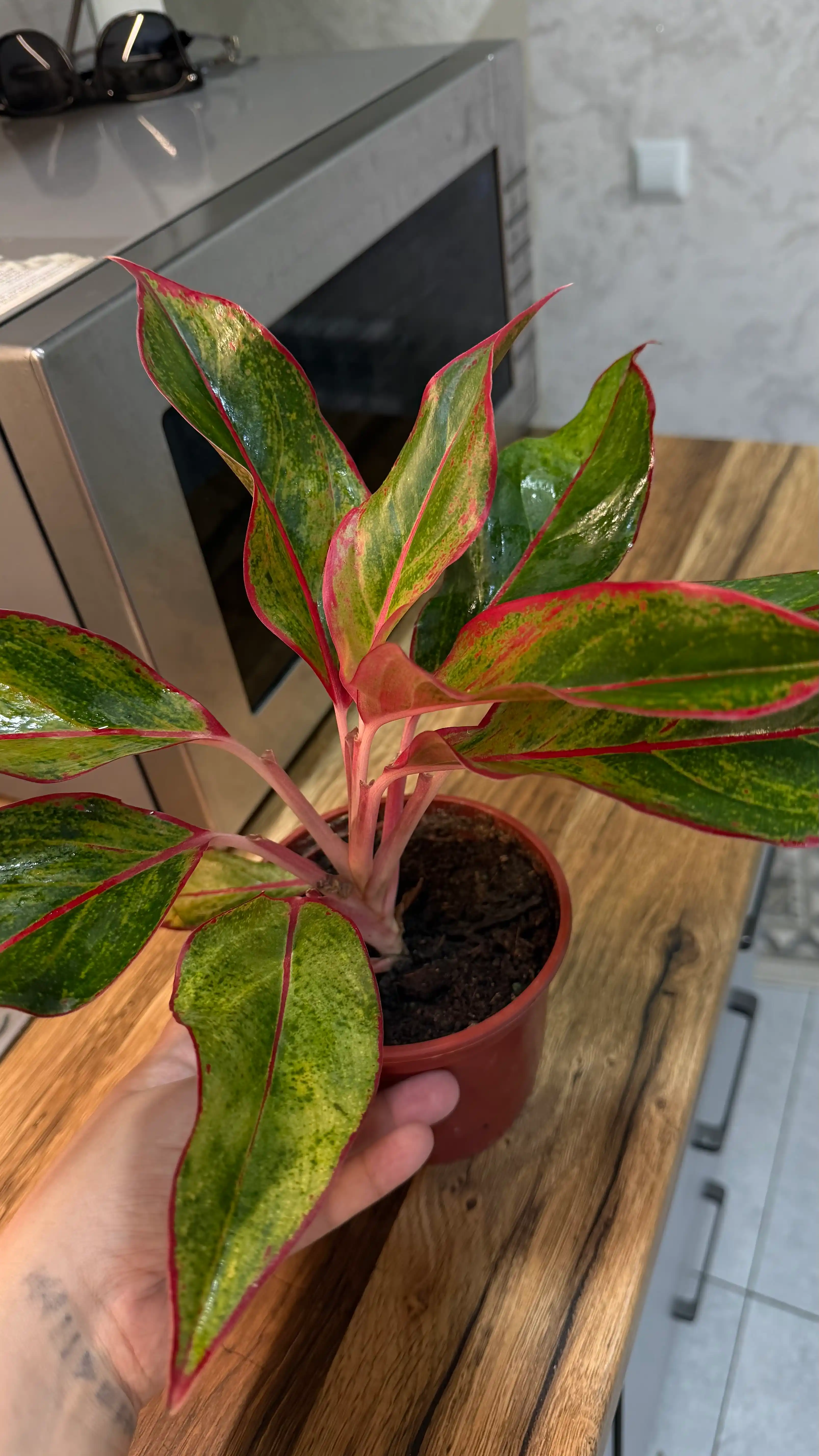 Aglaonema, dekorativ-bargli xona o‘simligi