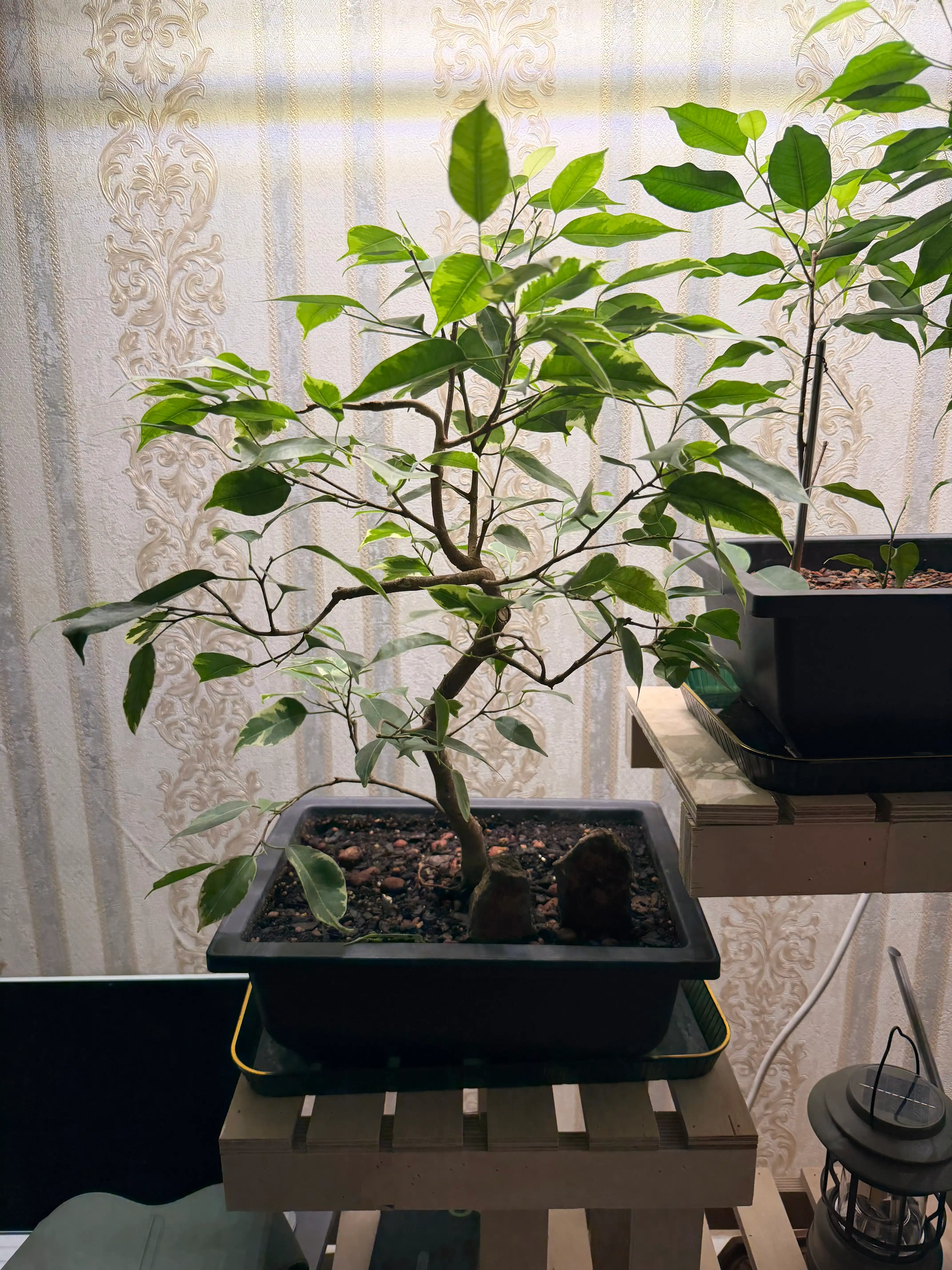 Organik granulali o'g'it Bonsai Way Organic Home, xona o'simliklari uchun