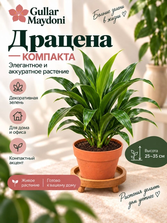 Драцена Компакта,декоративное живое растение в горшке - 