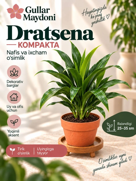 Драцена Компакта,декоративное живое растение в горшке