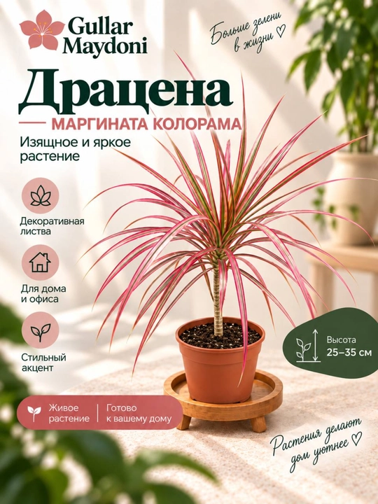 Драцена Маргината Колорама, декоративное живое растение в горшке - 