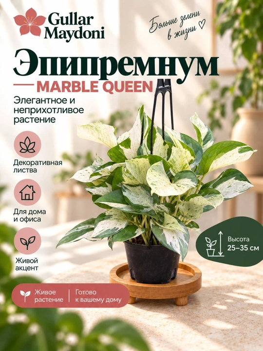 Эпипремнум Марбл Куин, декоративное живое растение в горшке - 