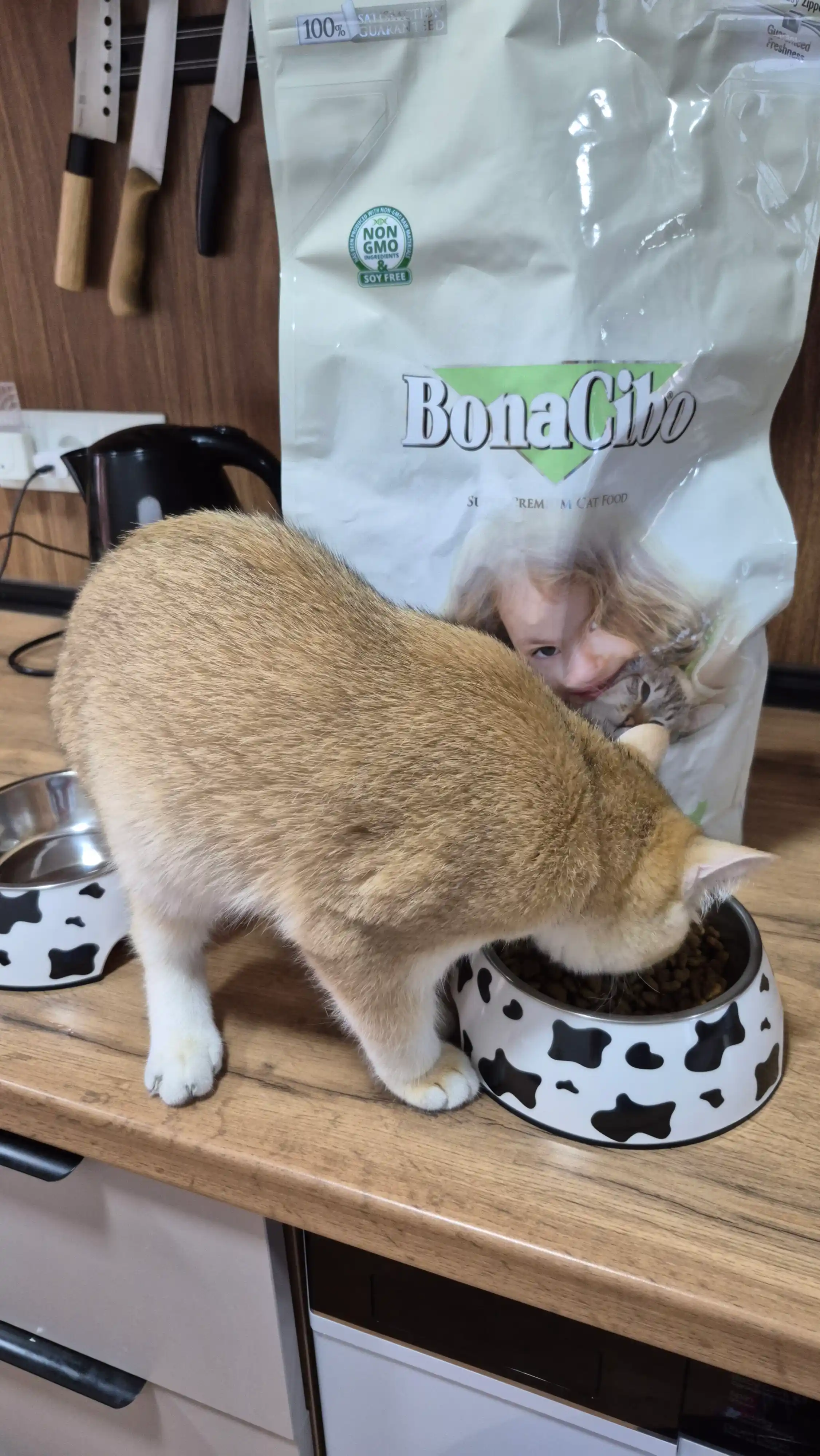 BonaCibo mushuklar uchun quruq yem, qo‘y go‘shti va guruch bilan, 5 kg