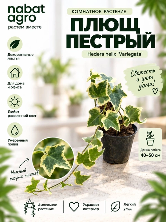 Плющ пёстрый, садовое растение - 