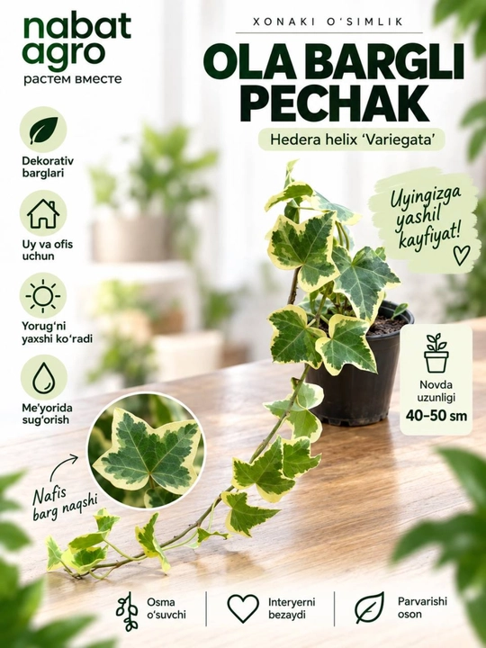 Pechak, Ola bula pechak, bog' o'simligi