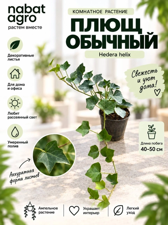 Плющ пёстрый, садовое растение - 